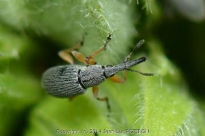 Rhopalapion longirostre
