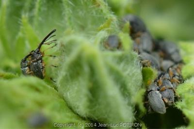 <i>Rhopalapion longirostre</i>