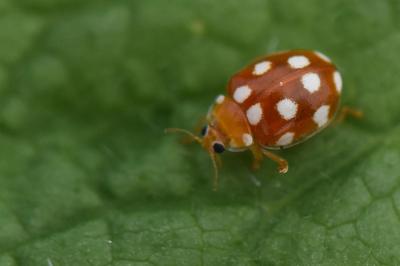 <i>Vibidia duodecimguttata</i>