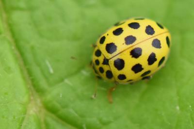 <i>Psyllobora vigintiduopunctata</i>