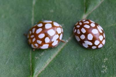<i>Sospita vigintiguttata</i>