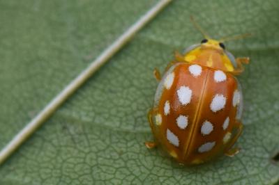 <i>Halyzia sedecimguttata</i>