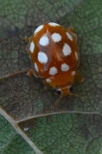 <i>Vibidia duodecimguttata</i>