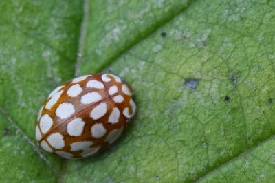 <i>Sospita vigintiguttata</i>
