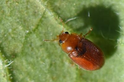 Coccidula rufa