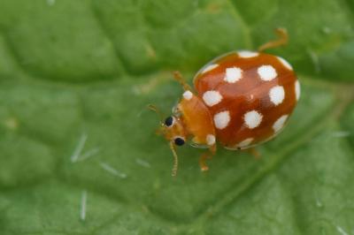 <i>Vibidia duodecimguttata</i>