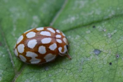 <i>Sospita vigintiguttata</i>