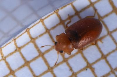 <i>Coccidula rufa</i>