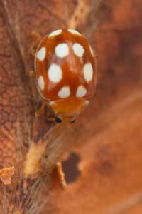 <i>Vibidia duodecimguttata</i>