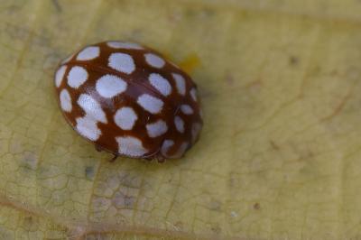 <i>Sospita vigintiguttata</i>