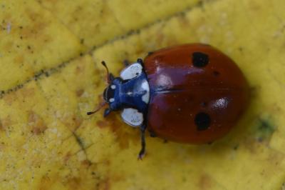 <i>Adalia bipunctata</i>