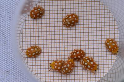 <i>Halyzia sedecimguttata</i>