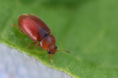 Coccidula rufa