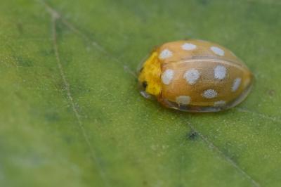 <i>Halyzia sedecimguttata</i>