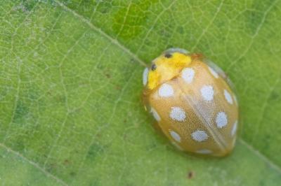 <i>Halyzia sedecimguttata</i>