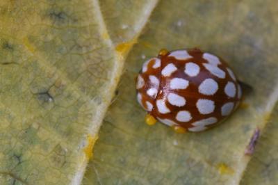 <i>Sospita vigintiguttata</i>