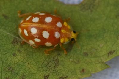 <i>Halyzia sedecimguttata</i>