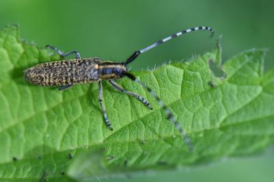 <i>Agapanthia villosoviridescens</i>