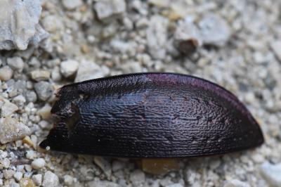<i>Carabus nemoralis</i>
