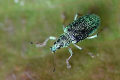 <i>Polydrusus formosus</i>