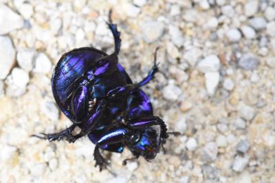 Anoplotrupes stercorosus