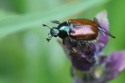 <i>Phyllopertha horticola</i>