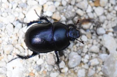 <i>Anoplotrupes stercorosus</i>
