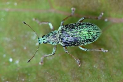 <i>Polydrusus formosus</i>