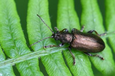 Plateumaris consimilis