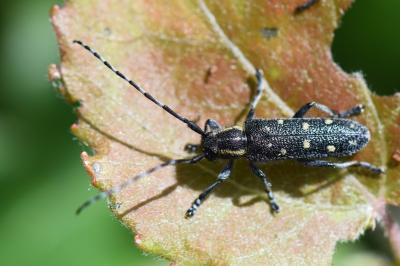<i>Saperda populnea</i>