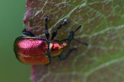 <i>Byctiscus</i>