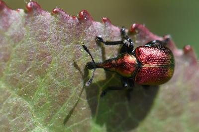 <i>Byctiscus</i>