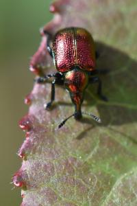 <i>Byctiscus</i>