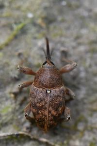 <i>Curculio glandium</i>