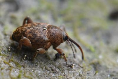 <i>Curculio glandium</i>