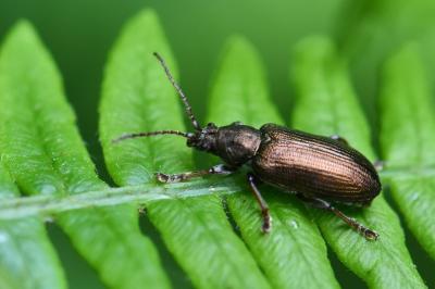 Plateumaris consimilis