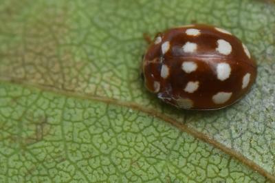 <i>Calvia quatuordecimguttata</i>