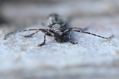 <i>Pogonocherus caroli</i>