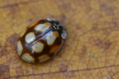 <i>Adalia decempunctata</i>