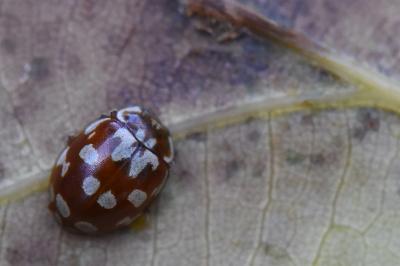 <i>Myrrha octodecimguttata</i>