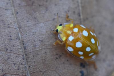 <i>Halyzia sedecimguttata</i>