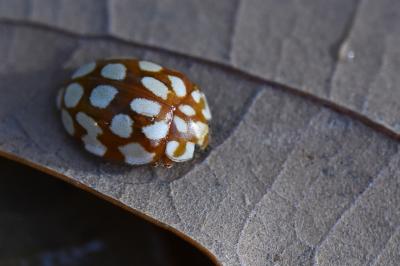 <i>Sospita vigintiguttata</i>