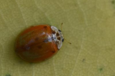 <i>Harmonia quadripunctata</i>