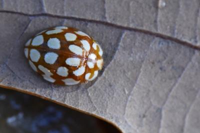 <i>Sospita vigintiguttata</i>