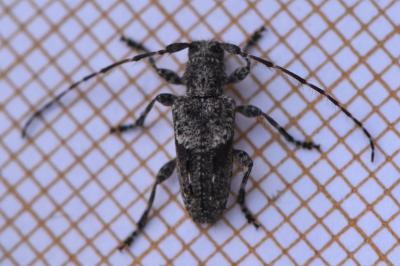 <i>Pogonocherus caroli</i>