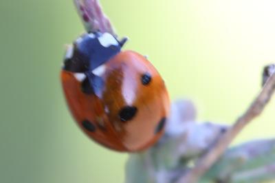 <i>Coccinella septempunctata</i>