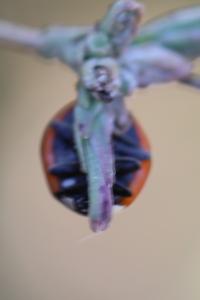 <i>Coccinella septempunctata</i>