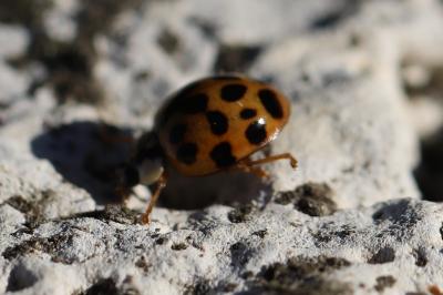 <i>Harmonia axyridis</i>