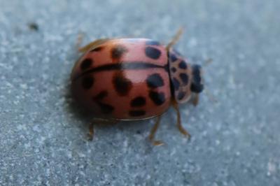 <i>Oenopia conglobata</i>