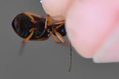 <i>Anchomenus dorsalis</i>
